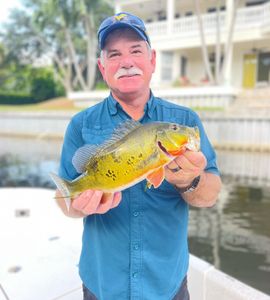 Caught Peacock Bass in Florida